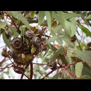 Eucalyptus pachyphylla